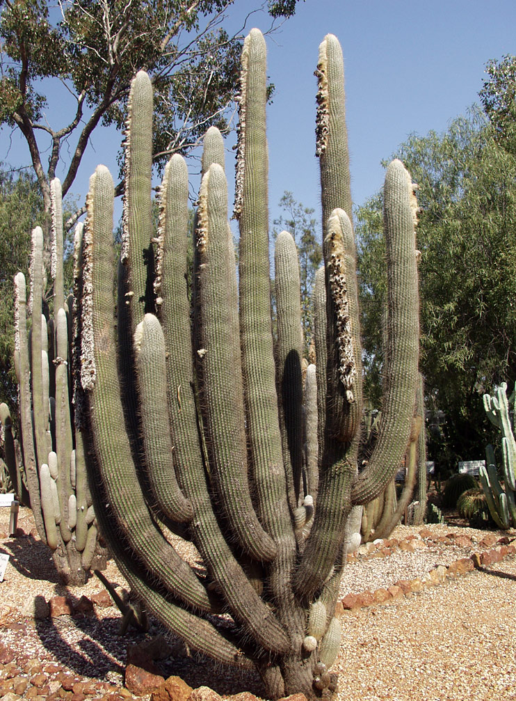 Image of Espostoa lanata specimen.