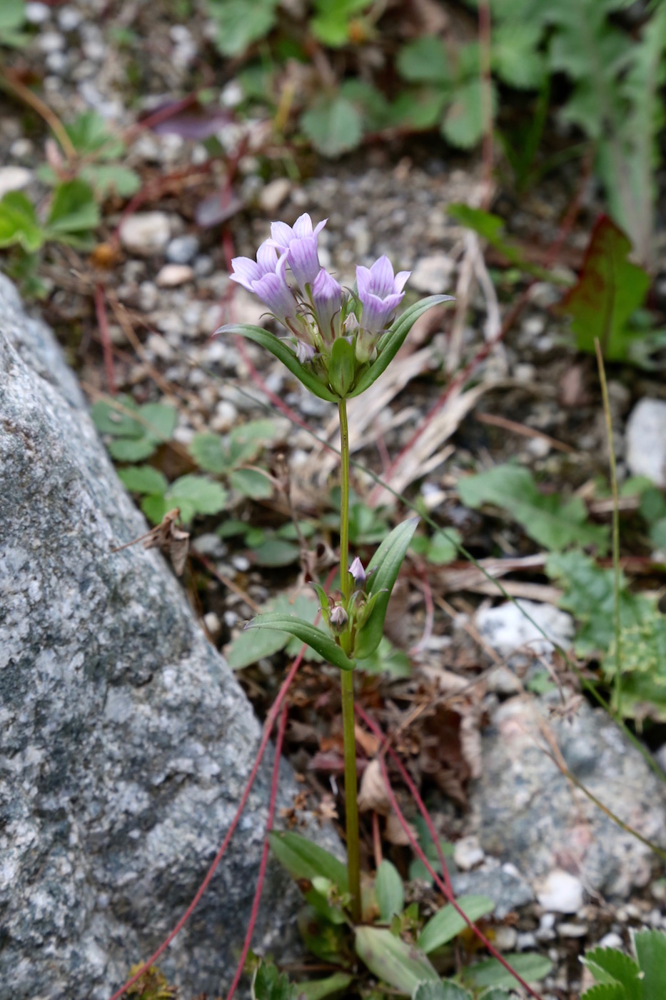 Image of Gentianella turkestanorum specimen.