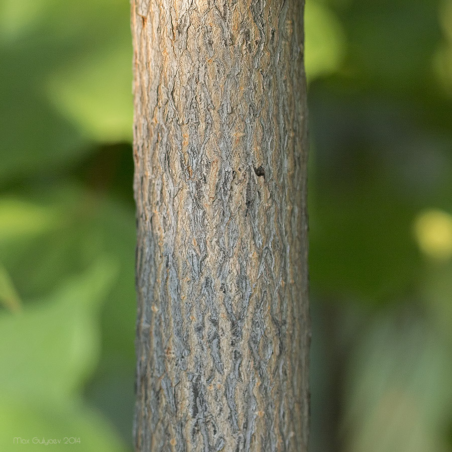 Image of Acer platanoides specimen.