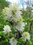 Fothergilla gardenii