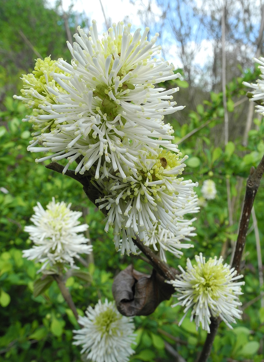 Image of Fothergilla gardenii specimen.