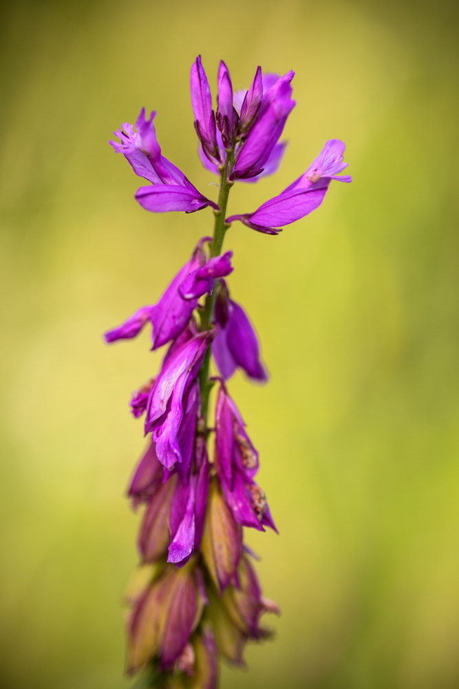 Image of Polygala major specimen.