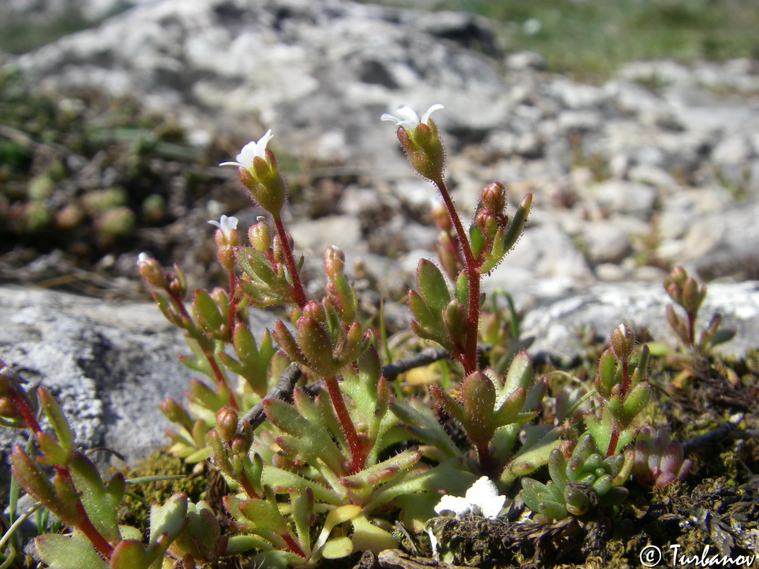 Изображение особи Saxifraga tridactylites.