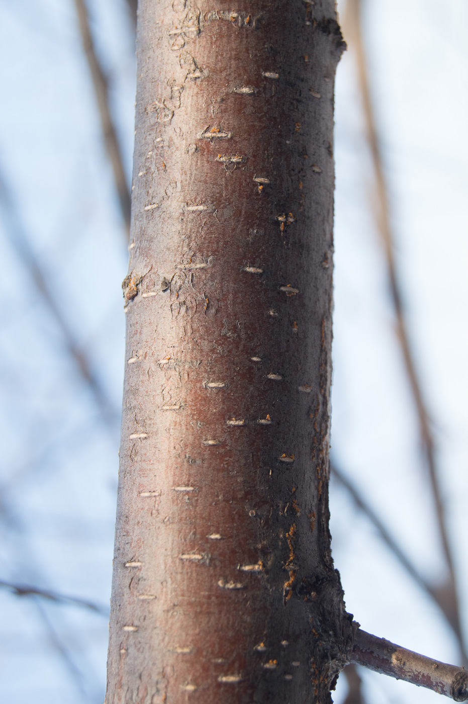 Image of Ulmus laevis specimen.