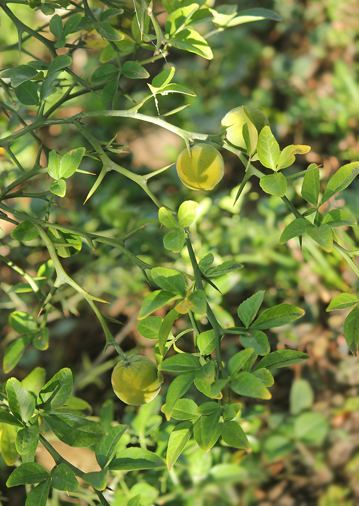 Image of Poncirus trifoliata specimen.