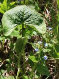 Brunnera macrophylla