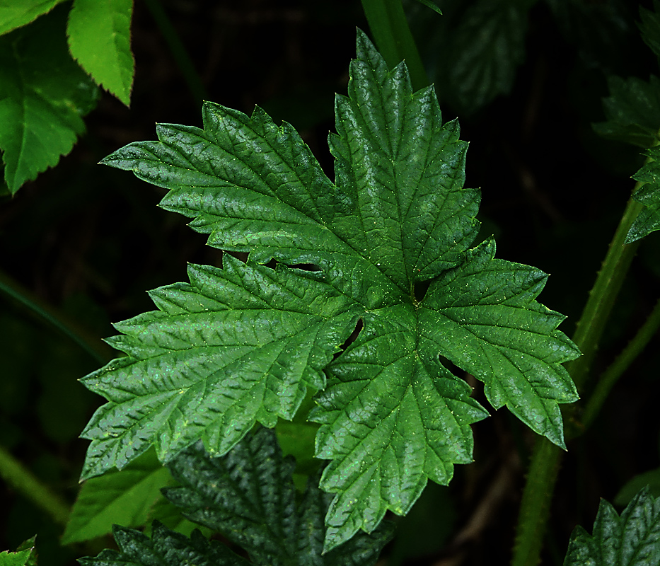 Изображение особи Humulus lupulus.