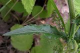 Campanula praealta