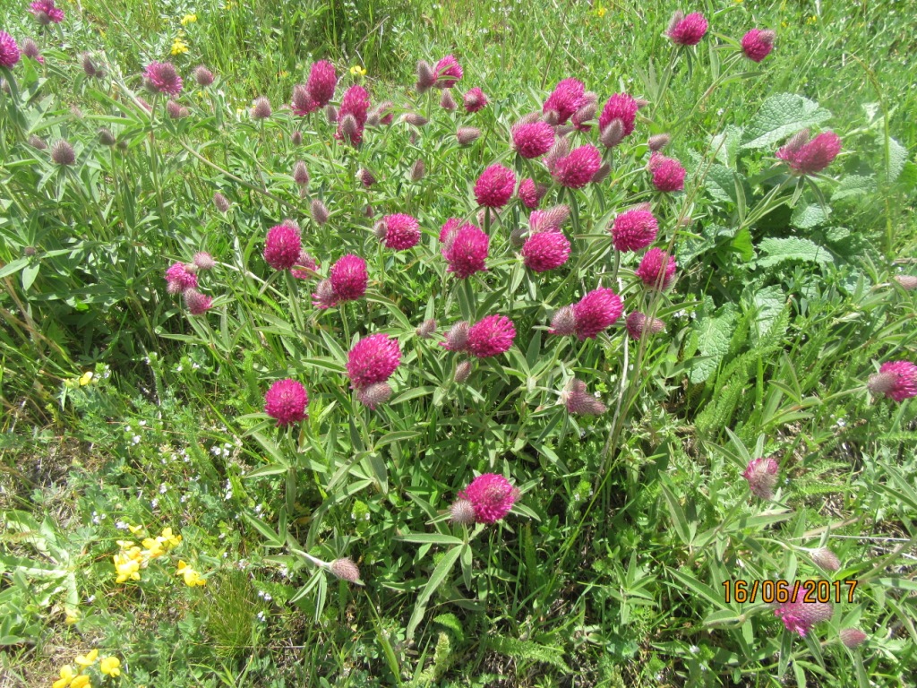 Изображение особи Trifolium alpestre.