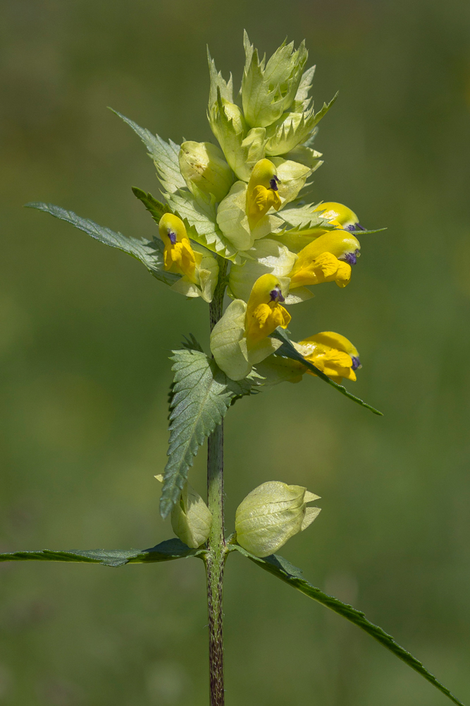 Изображение особи род Rhinanthus.