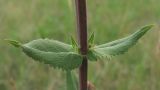 Salvia tesquicola