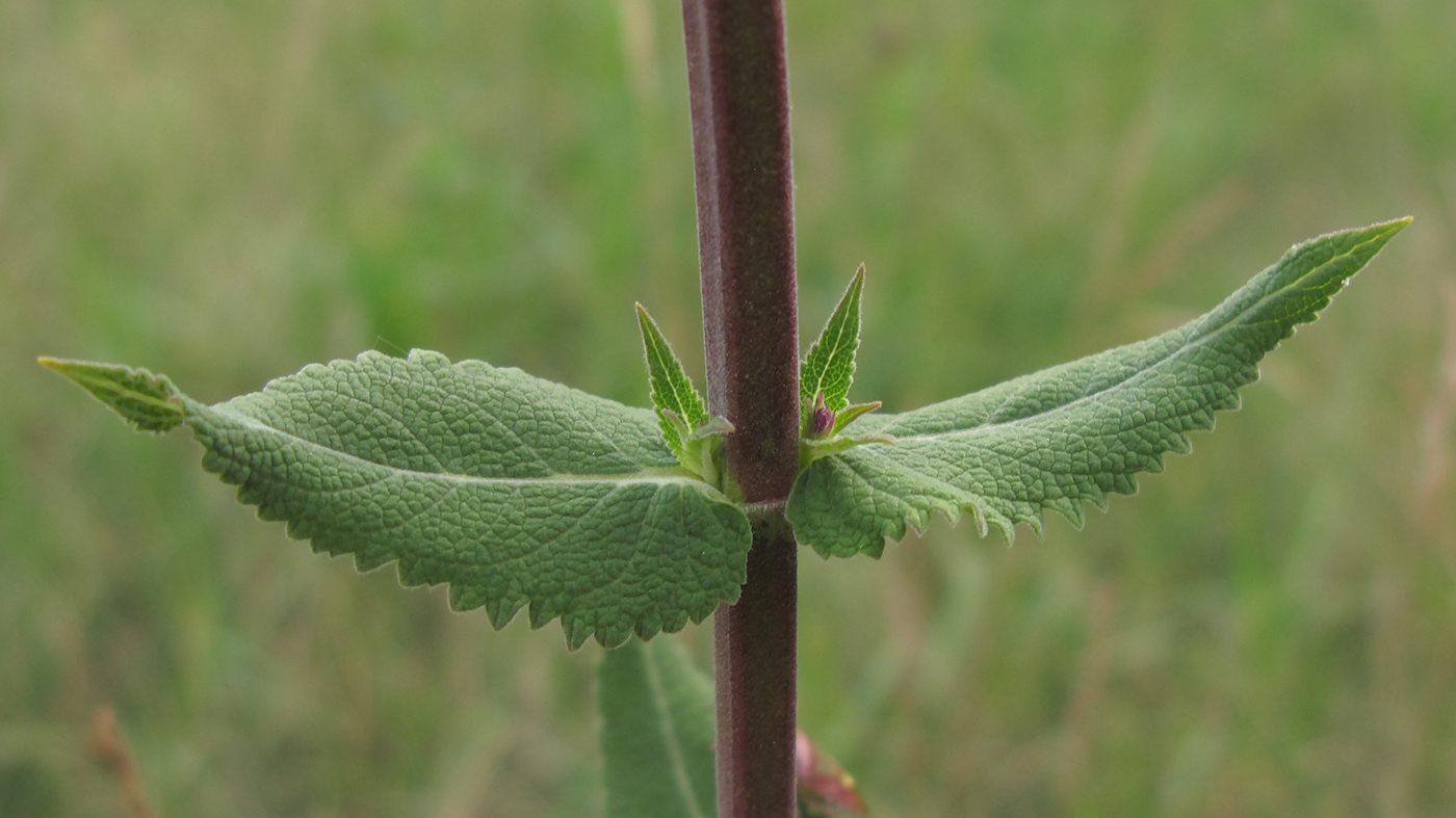 Image of Salvia tesquicola specimen.