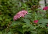 Spiraea japonica