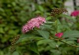 Spiraea japonica