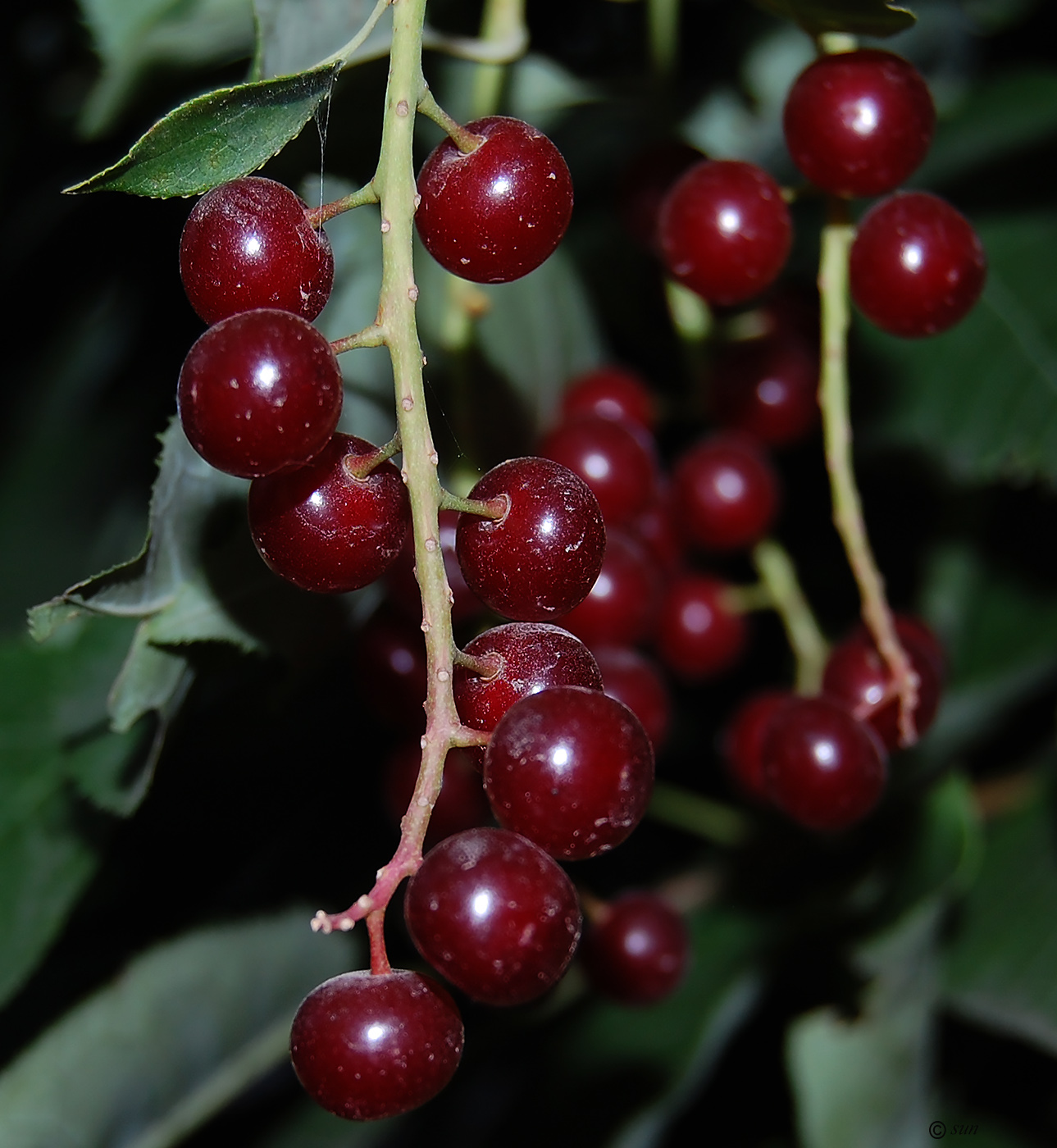 Image of Padus virginiana specimen.