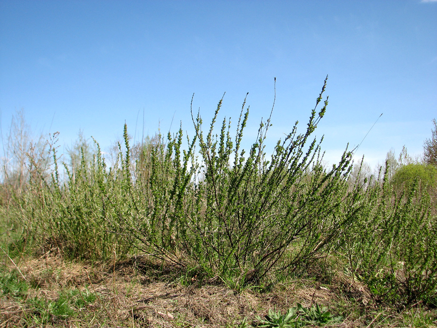 Image of Chamaecytisus ruthenicus specimen.