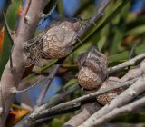 Hakea multilineata