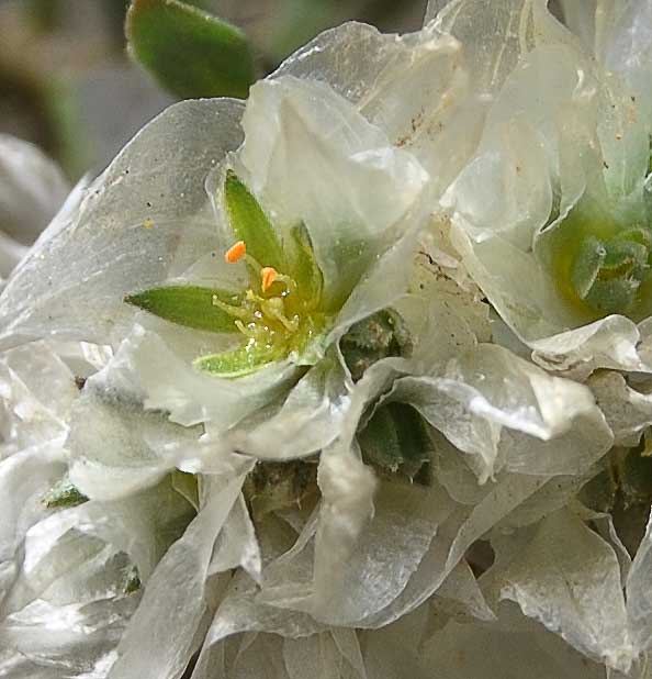 Image of Paronychia kurdica specimen.