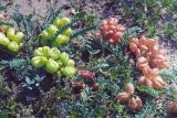 Astragalus physocarpus