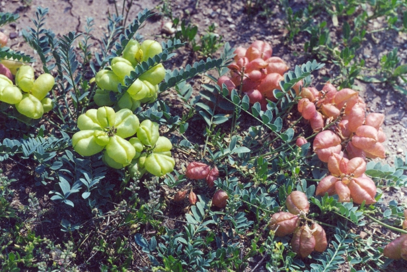 Image of Astragalus physocarpus specimen.