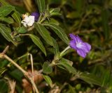 Ruellia prostrata