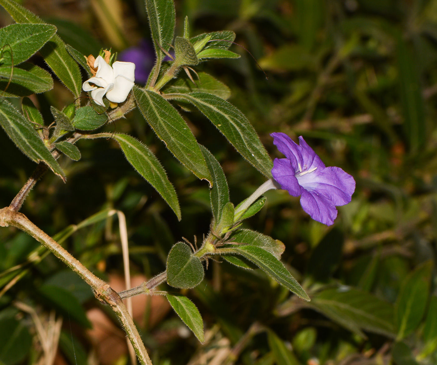Image of Ruellia prostrata specimen.