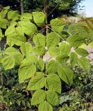 Aralia elata