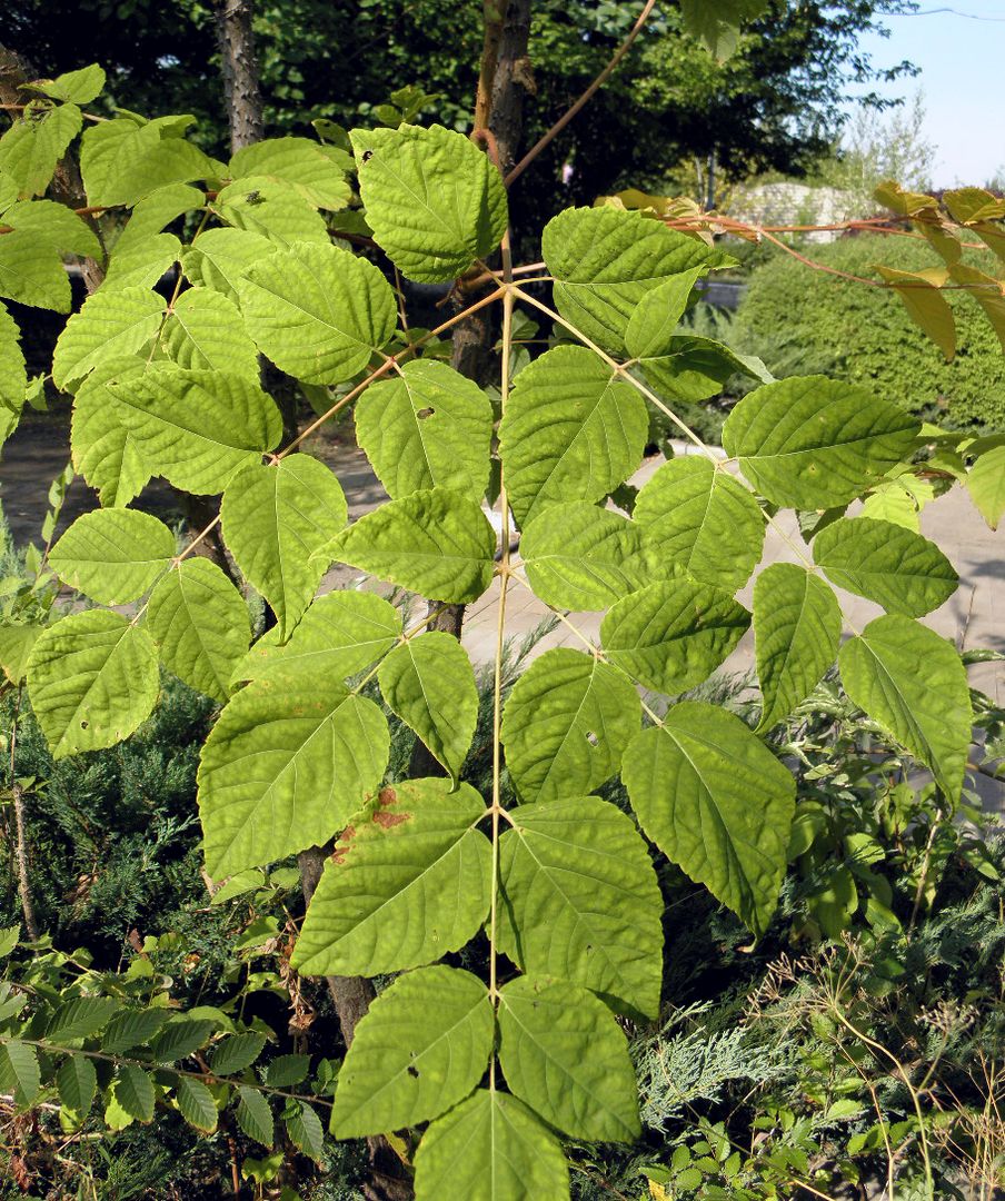 Image of Aralia elata specimen.