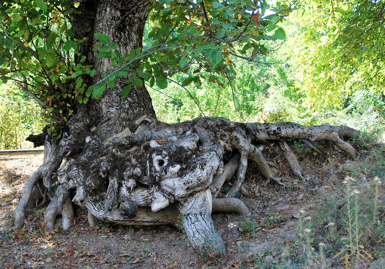 Изображение особи Juglans regia.