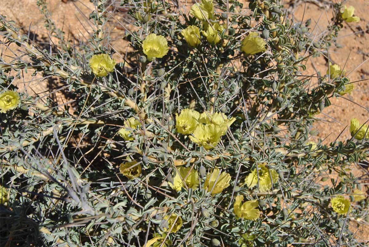 Изображение особи Sarcocaulon lheritieri.