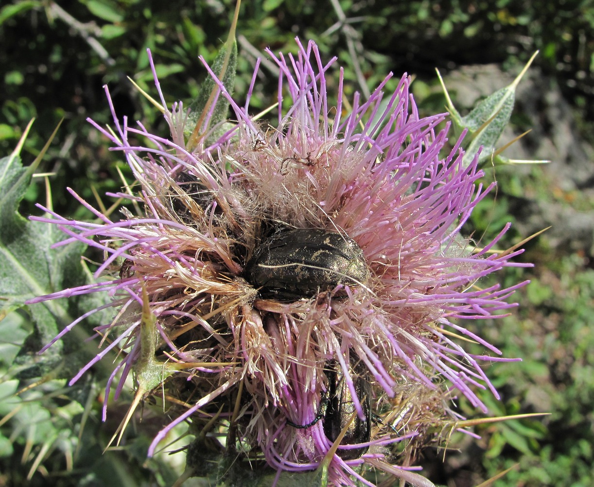 Image of Cirsium cephalotes specimen.