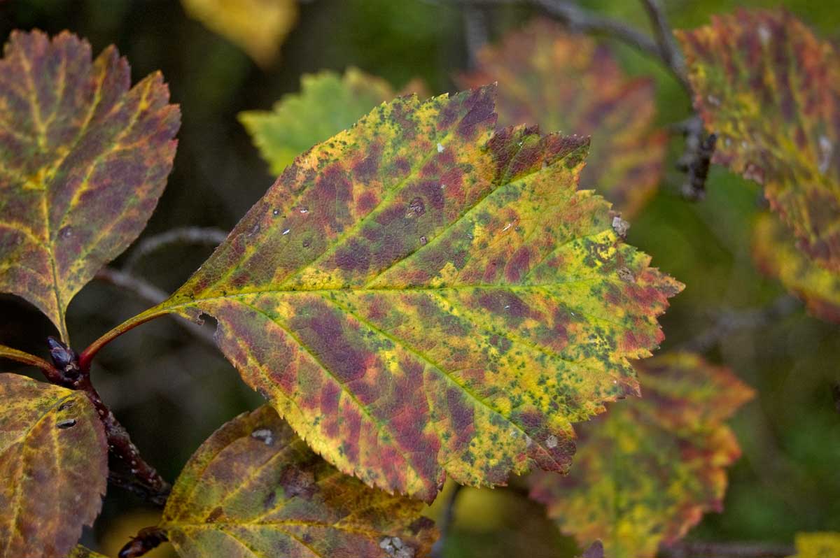 Image of Crataegus sanguinea specimen.