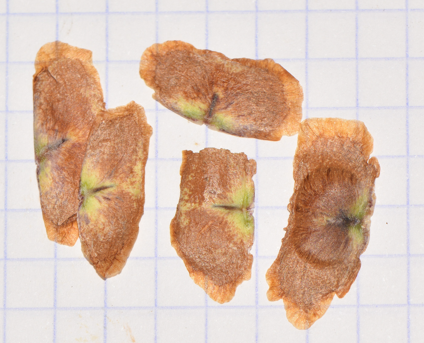 Image of Bignonia capreolata specimen.