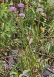 Erigeron pseudoseravschanicus