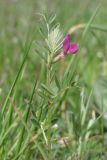 Vicia angustifolia