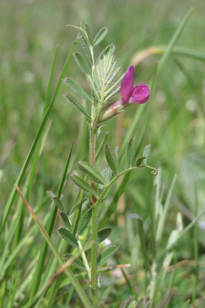 Image of Vicia angustifolia specimen.