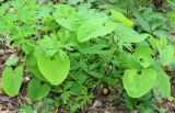 Aristolochia steupii