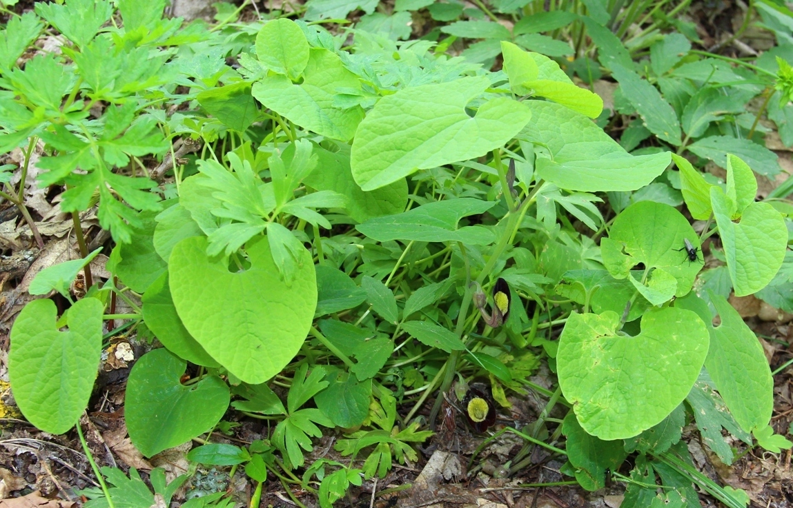 Изображение особи Aristolochia steupii.