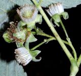 Rubus idaeus