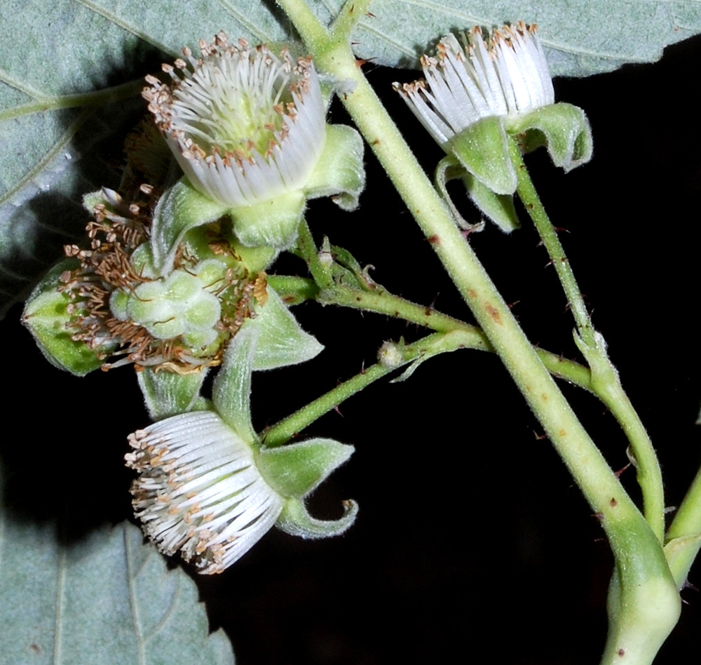 Изображение особи Rubus idaeus.