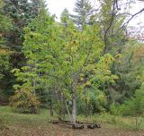 Magnolia hypoleuca