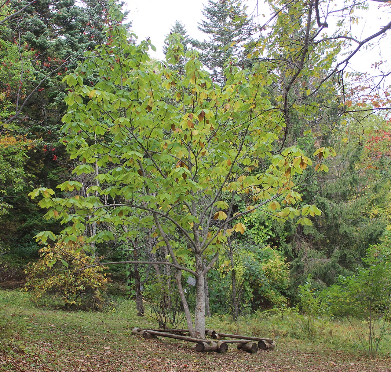 Image of Magnolia hypoleuca specimen.