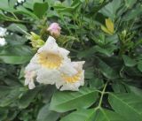 Radermachera hainanensis. Цветки (культивар 'Kunming', 'Summerscent'). Австралия, г. Брисбен, ботанический сад. 23.10.2016.