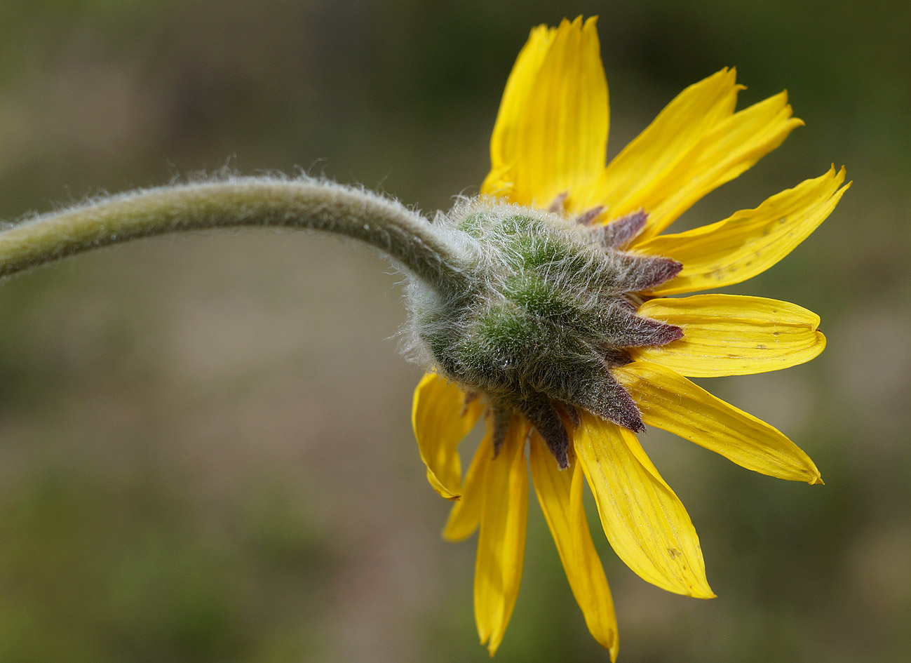 Image of Arnica intermedia specimen.