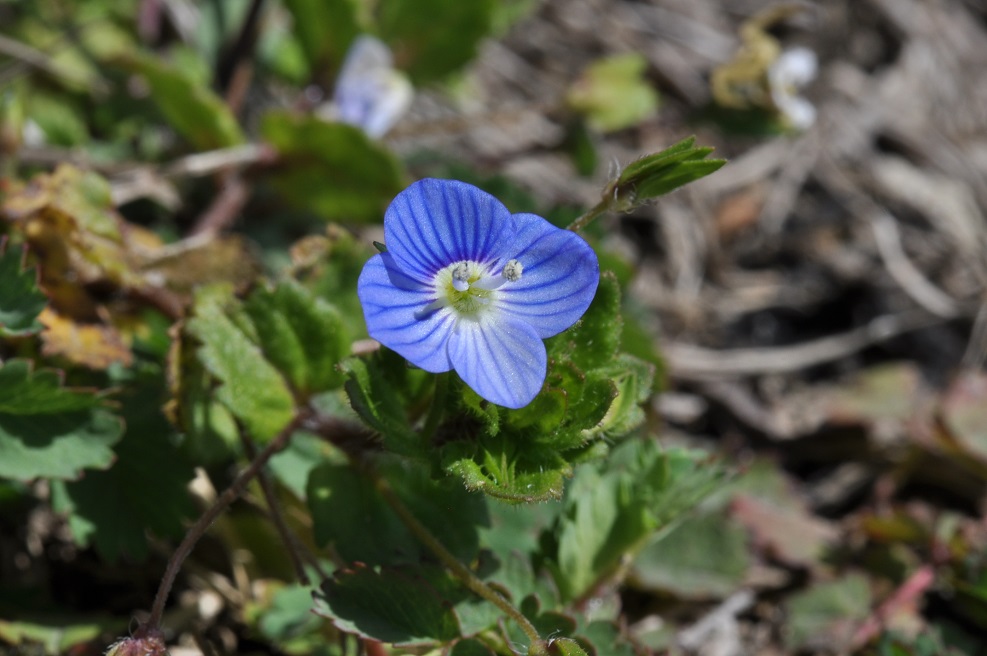 Image of Veronica persica specimen.