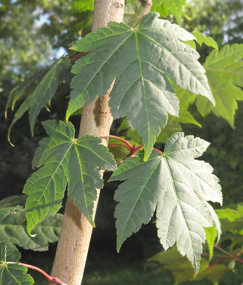 Image of Acer komarovii specimen.