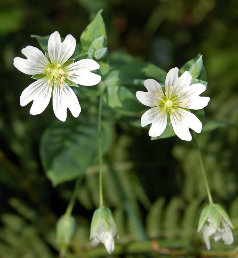 Image of Cerastium davuricum specimen.