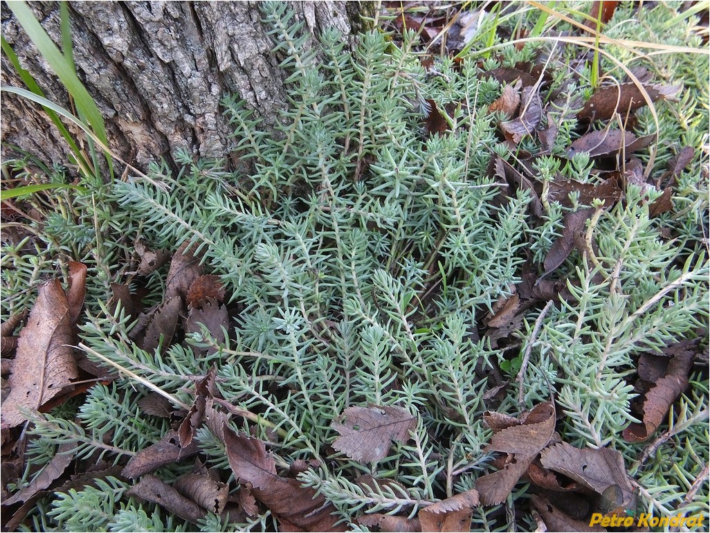 Image of Sedum reflexum specimen.