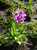 Primula nivalis