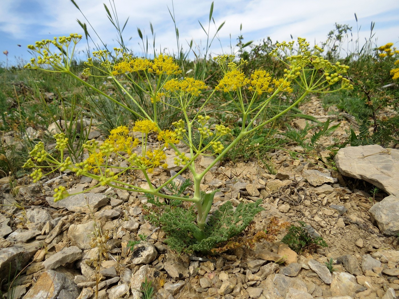 Изображение особи Ferula karataviensis.